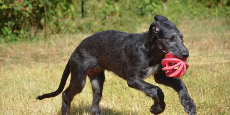 Comment résoudre les problèmes d&rsquo;anxiété chez le chien?